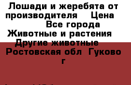 Лошади и жеребята от производителя. › Цена ­ 120 - Все города Животные и растения » Другие животные   . Ростовская обл.,Гуково г.